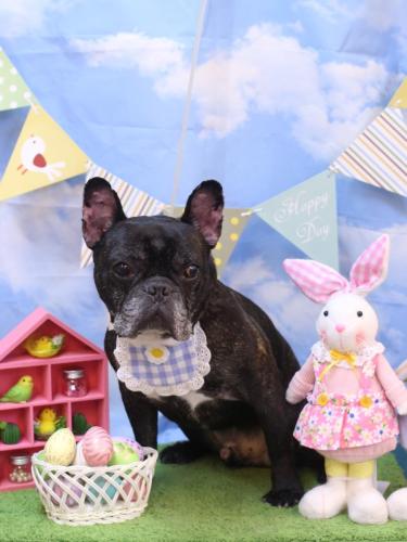 20240316虎徹くん